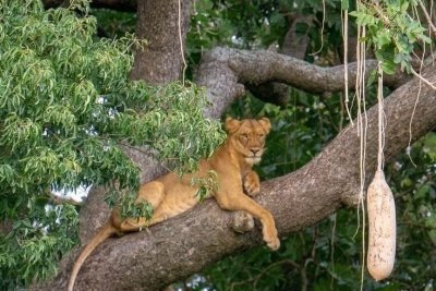 Serengeti Migration Safari: Witness the Epic Mara River Crossing