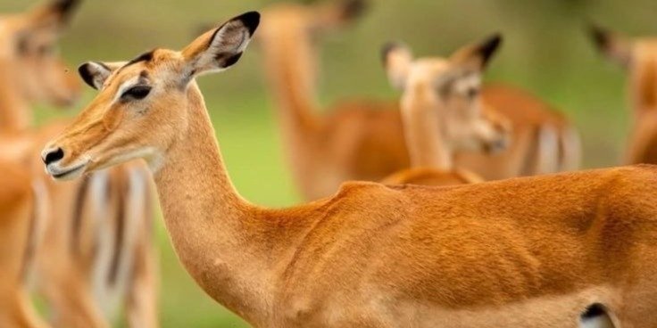 Day-Trip to Serval Wildlife