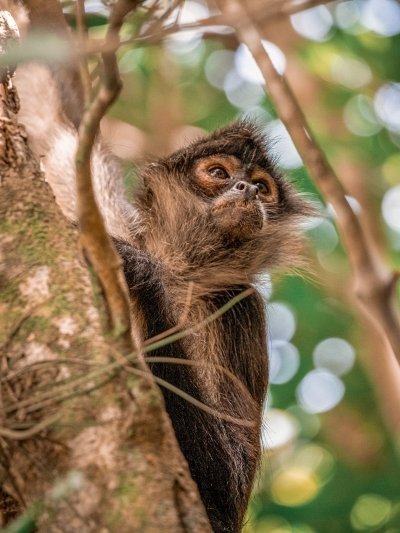 Full day tour to Coba ruins, Punta Laguna & Cenote