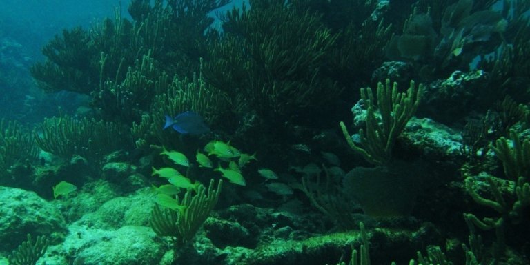 Snorkeling tour Near Tulum