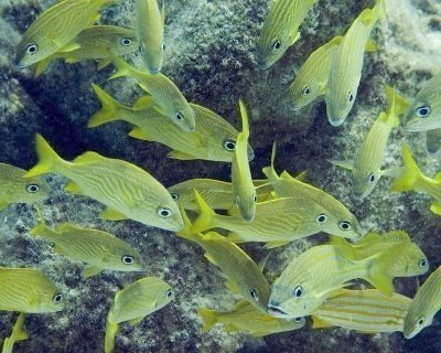 Snorkeling tour Near Tulum