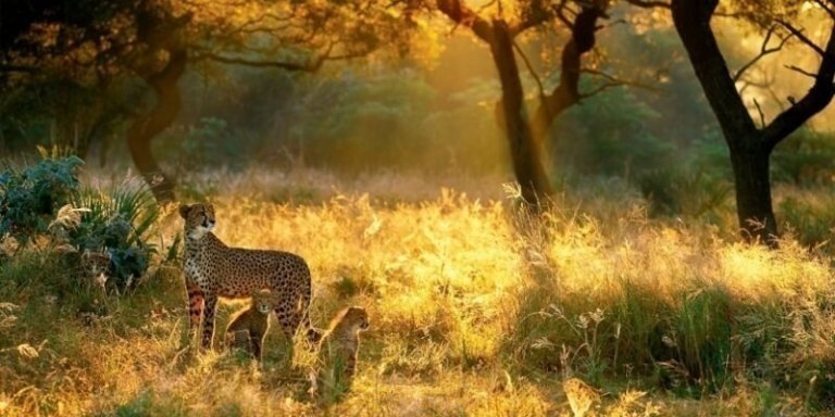 Private Safari to Samburu, Lake Nakuru & Masai Mara