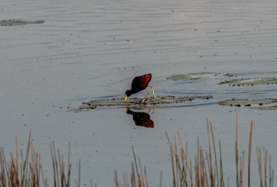 Birdwatching Coba