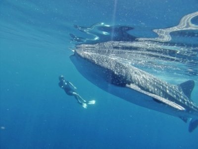 Whale Shark Tour