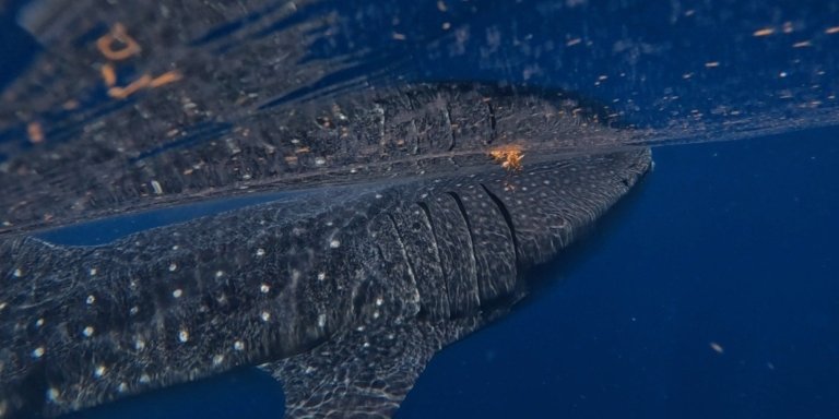 Whale Shark Tour