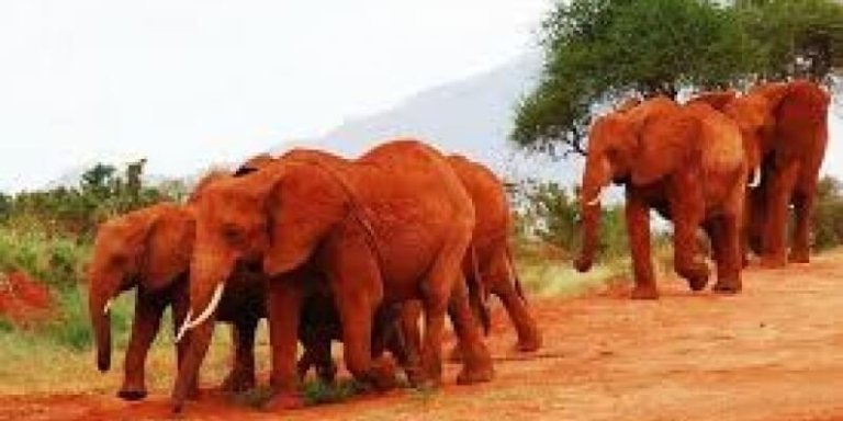 Private Day Tour to Tsavo East National Park with Lunch