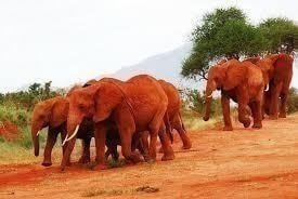 Private Day Tour to Tsavo East National Park with Lunch Private Day Tour to Tsavo East National Park with Lunch
