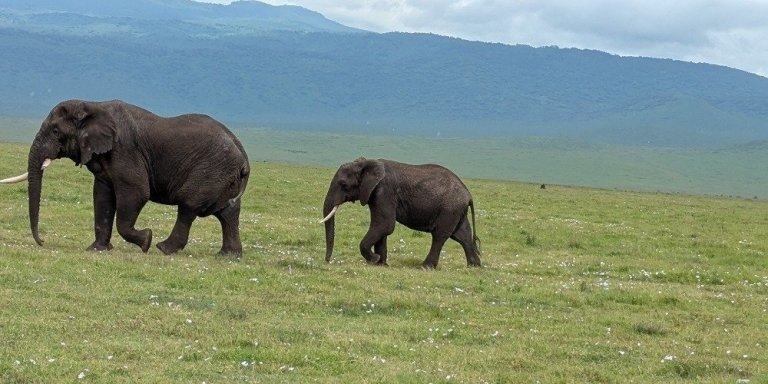 2 Days Tanzania sharing or Group Joining safari tour