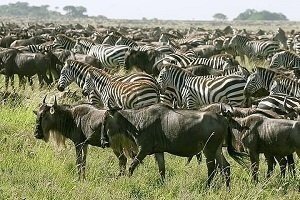2 Days Tanzania sharing or Group Joining safari tour