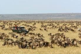 3 days Tanzania sharing safari to Serengeti and Ngorongoro