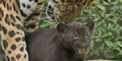 6 Days Kenya Safari Tour Itinerary