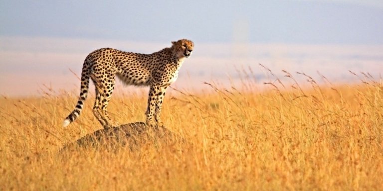 3 Days Masai Mara Wildebeest Migration Group Safaris