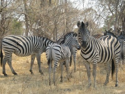 Southern Africa Explorer Kruger, Victoria Falls, Chobe, Cape Town