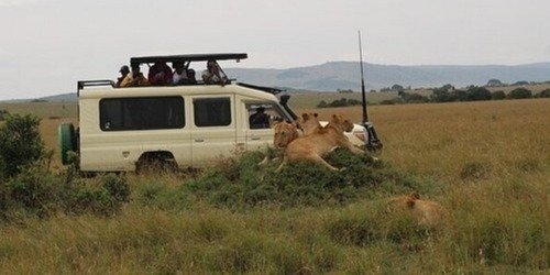 6 Days Masai Mara , Nakuru , Amboseli Group Safari