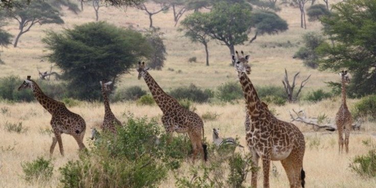 A Journey through Tanzania’s Untamed Soul