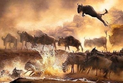 Tsavo, Amboseli, Lake Nakuru, Naivasha, Mara Safari - 6 Days