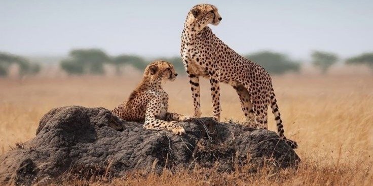 Tanzania: Wild Plains Await You