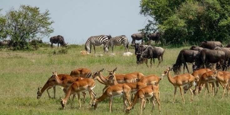 Wilderness Trails of Tanzania