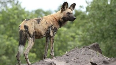 Wilderness Trails of Tanzania