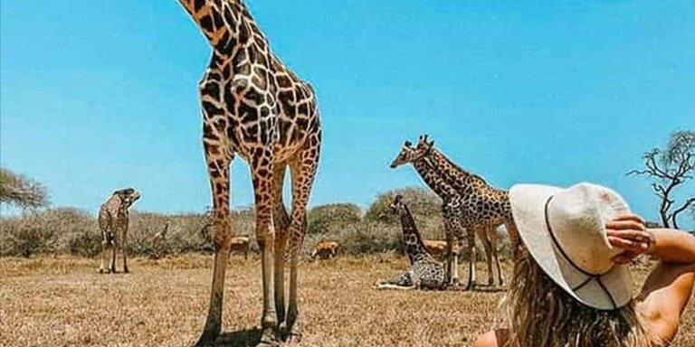 Mombasa: Guided Nature Walk Amongst Giraffes At Nguuni Sanctuary.