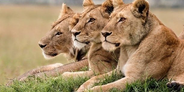 06 DAYS BEST OF KENYA BUDGET SAFARI IN A JEEP