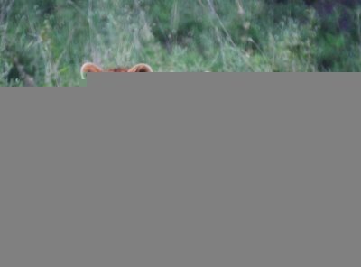 Tanzania Shared Safari Tarangire, Ngorongoro & Lake Manyara