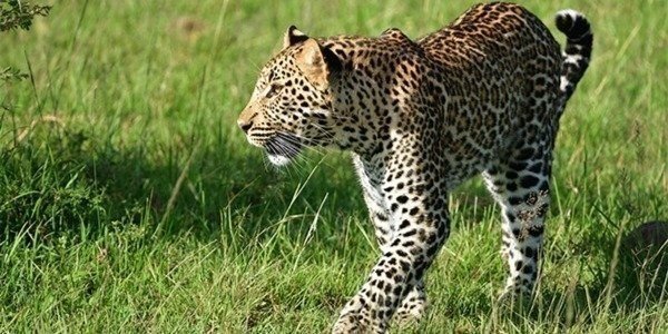 05 Days Masai Mara, Nakuru and Naivasha Wonderful Safari