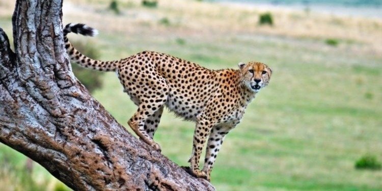 07 DAYS KENYA BUDGET SAFARI IN A JEEP