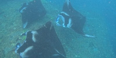 From Bali: Day Trip and Snorkelling Tour on Nusa Penida