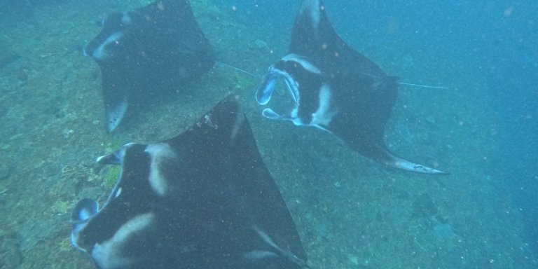 From Bali: Day Trip and Snorkelling Tour on Nusa Penida