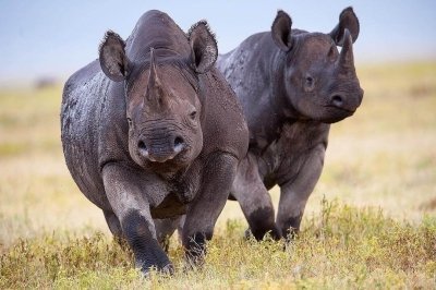 Safari to Tarangire, Ngorongoro Crater & Serengeti