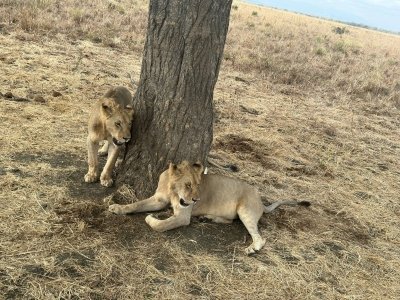 DAY TRIP ZANZIBAR TO MIKUMI NATIONAL PARK