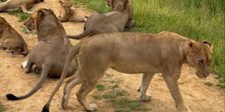 DAY TRIP ZANZIBAR TO MIKUMI NATIONAL PARK