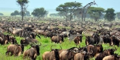 Mara Safari by Air from Nairobi 