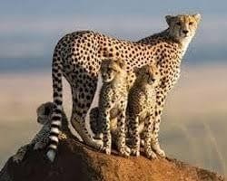 Samburu Private Safari