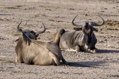 7 Days Samburu Aberdare Nakuru and Maasai Mara Reserve