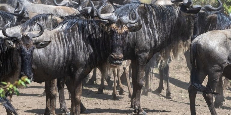 7 Days Samburu Aberdare Nakuru and Maasai Mara Reserve