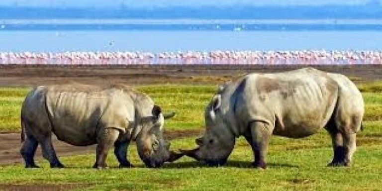 Lake Nakuru Private Safari from Nairobi