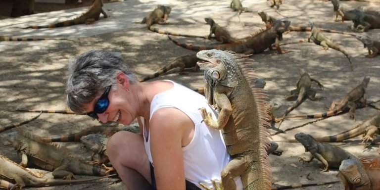 Roatan Sloths + Iguana Sanctuary