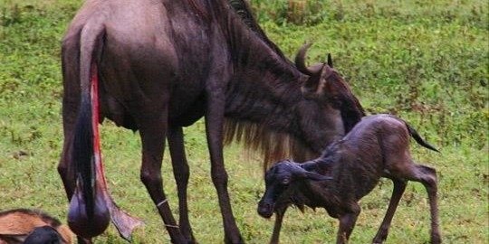 Ndutu Calving Season Safari – 5 Days of Wildlife Wonders