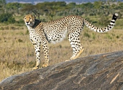 Into the Wild & Heart of Maasai: Enduimet & Olpopongi Tour