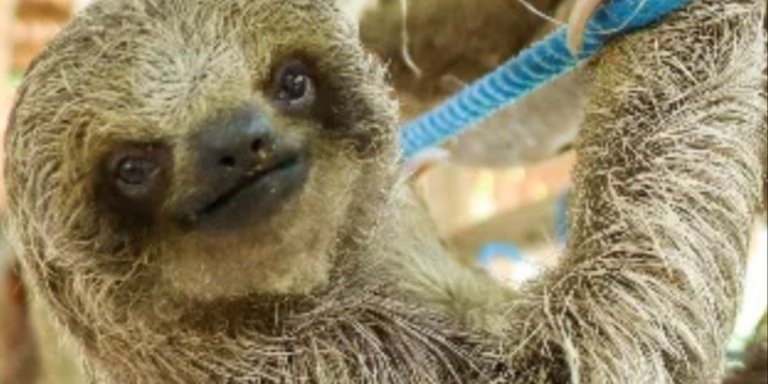 Roatan Sloths Only