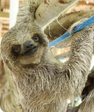 Roatan East Side Tour + Sloths + Iguana