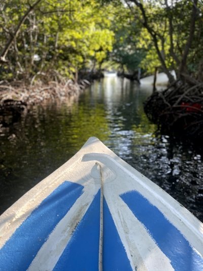 Roatan Mangrove + Sloths