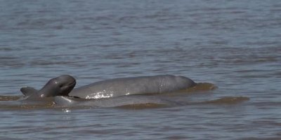 Dolphins Watching and Sightseeing