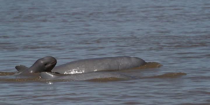 Dolphins Watching and Sightseeing
