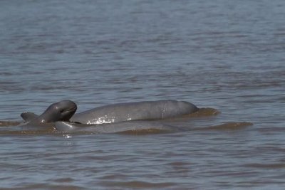 Dolphins Watching and Sightseeing