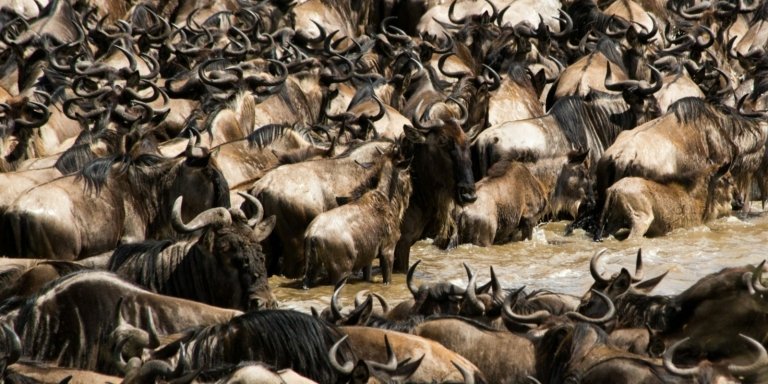 7-Day Tanzania Safari Highlights