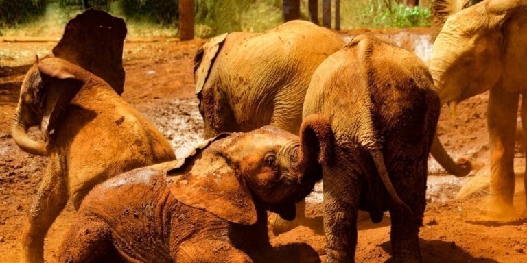 7-Day Best of Kenya Luxury Safari