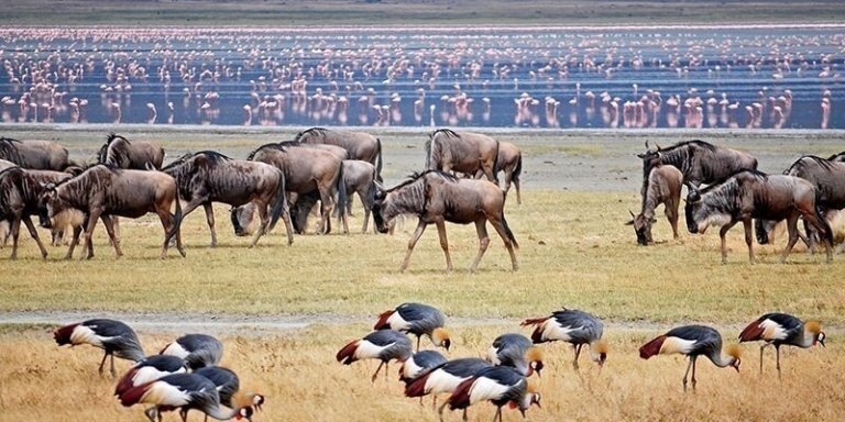 Serengeti & Ngorongoro National Parks Safari